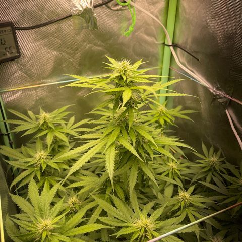 North P growlog timeline photo
