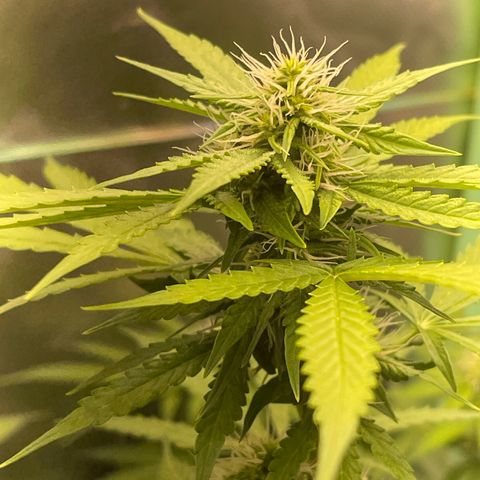North P growlog timeline photo
