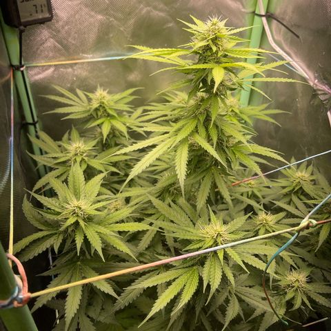North P growlog timeline photo