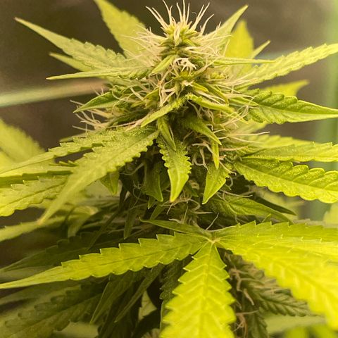 North P growlog timeline photo