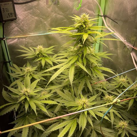 North P growlog timeline photo