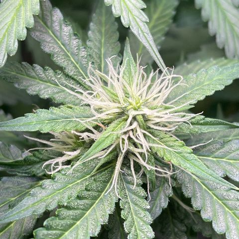 North P growlog timeline photo