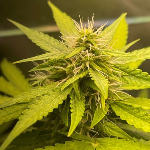 North P growlog timeline photo