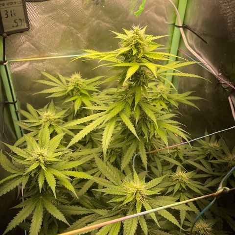 North P growlog timeline photo