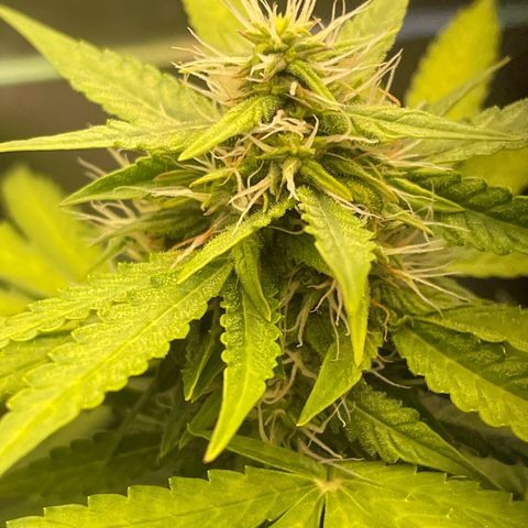 North P growlog timeline photo
