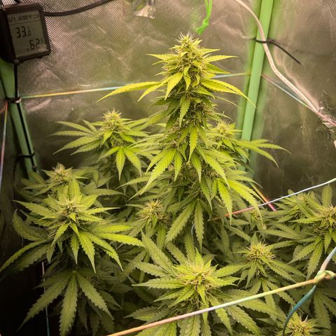 North P growlog timeline photo