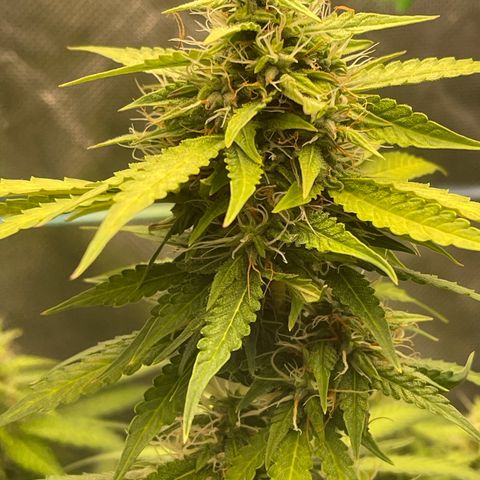 North P growlog timeline photo