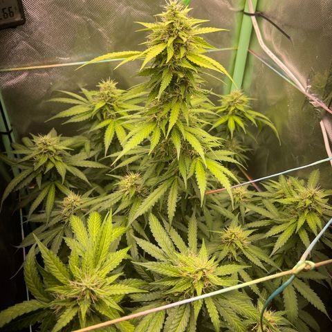 North P growlog timeline photo