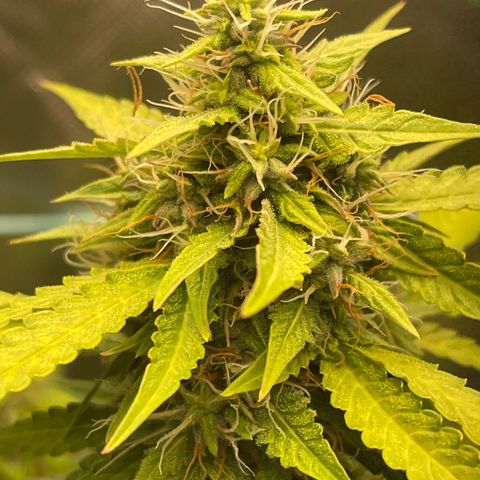 North P growlog timeline photo
