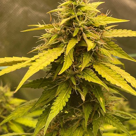 North P growlog timeline photo