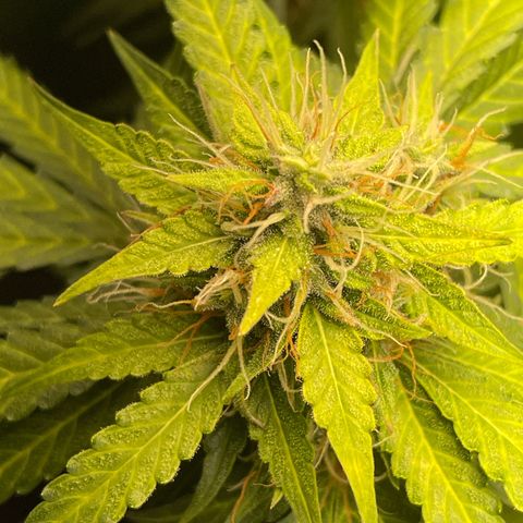 North P growlog timeline photo