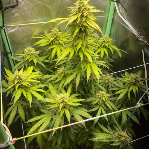 North P growlog timeline photo