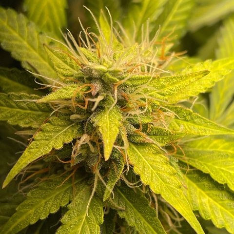 North P growlog timeline photo