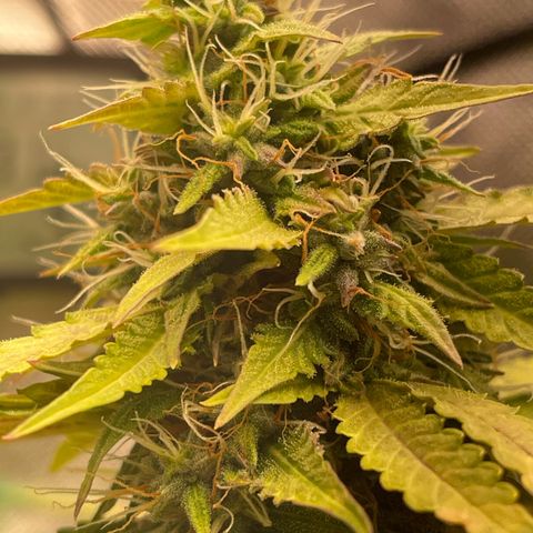 North P growlog timeline photo