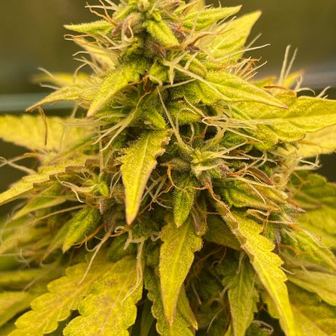 North P growlog timeline photo