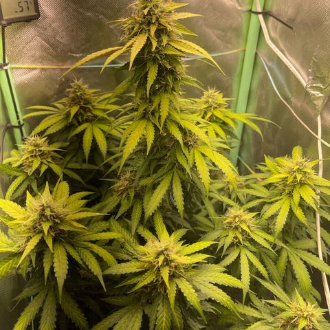 North P growlog timeline photo