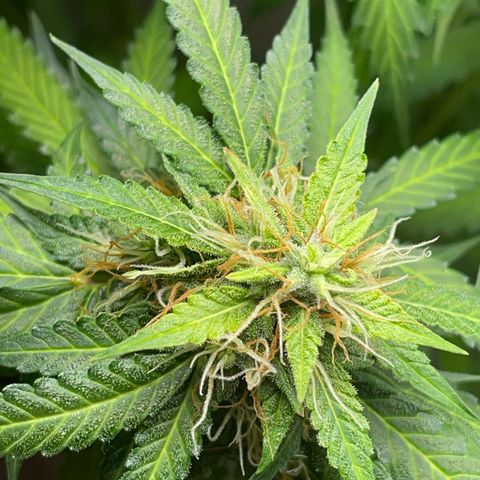 North P growlog timeline photo