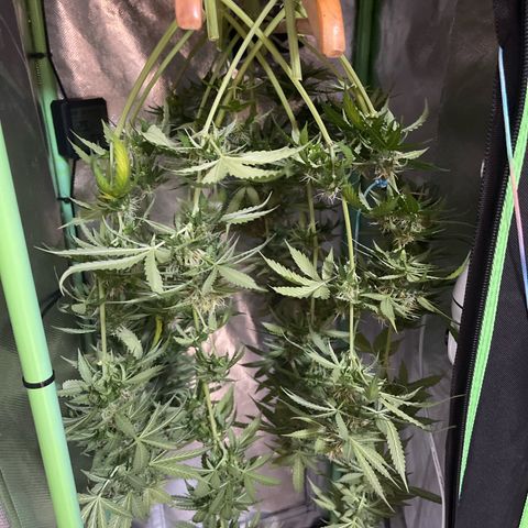 North P growlog timeline photo