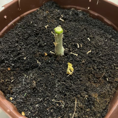 North P growlog timeline photo