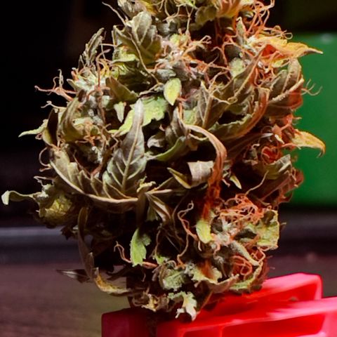 North P growlog timeline photo