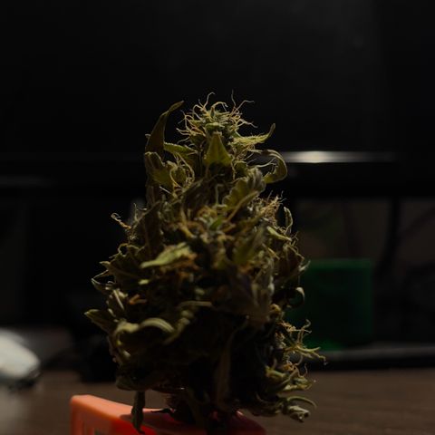 North P growlog timeline photo