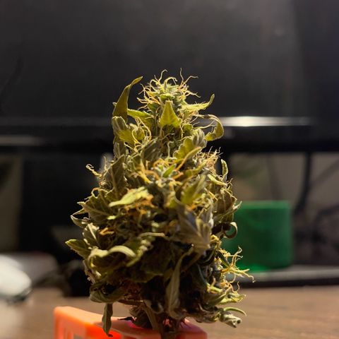 North P growlog timeline photo