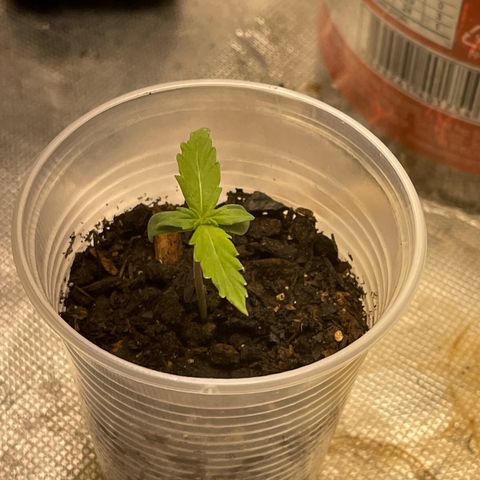 Critical Purple growlog timeline photo