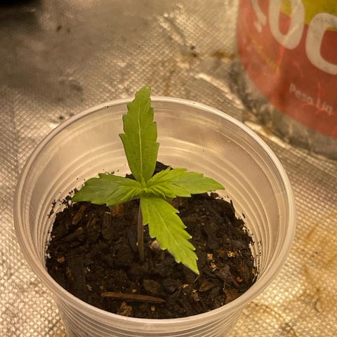 Critical Purple growlog timeline photo