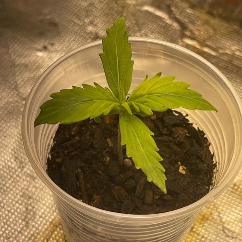 Critical Purple growlog timeline photo