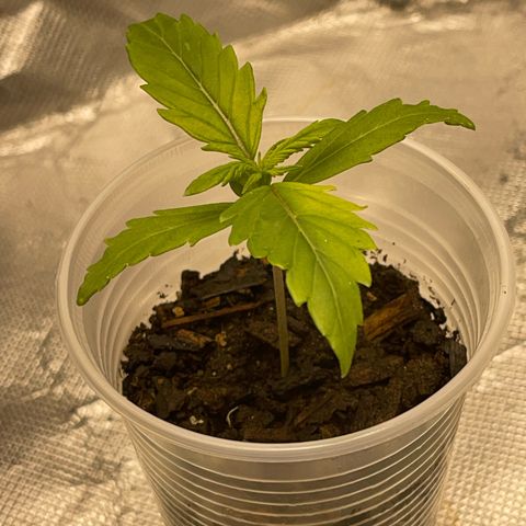 Critical Purple growlog timeline photo