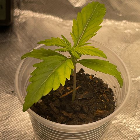 Critical Purple growlog timeline photo