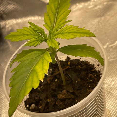 Critical Purple growlog timeline photo