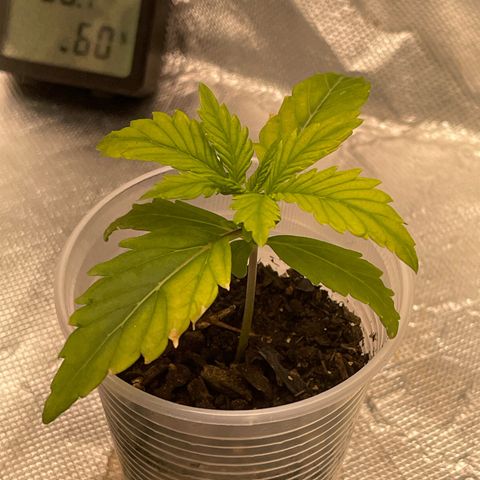 Critical Purple growlog timeline photo