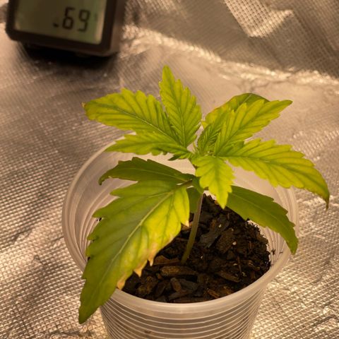 Critical Purple growlog timeline photo
