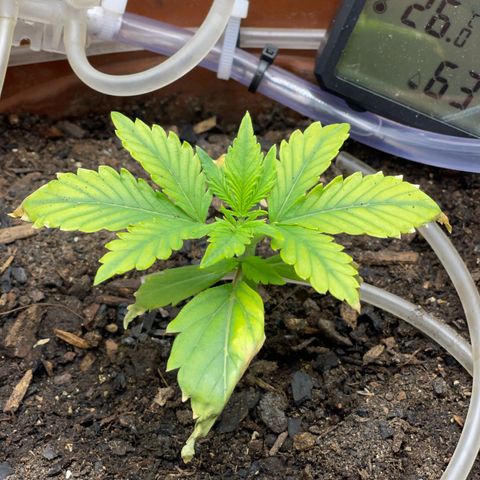 Critical Purple growlog photo: 😭😭😭 