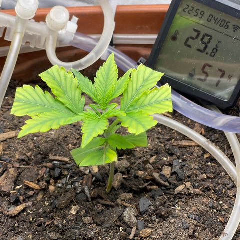 Critical Purple growlog timeline photo