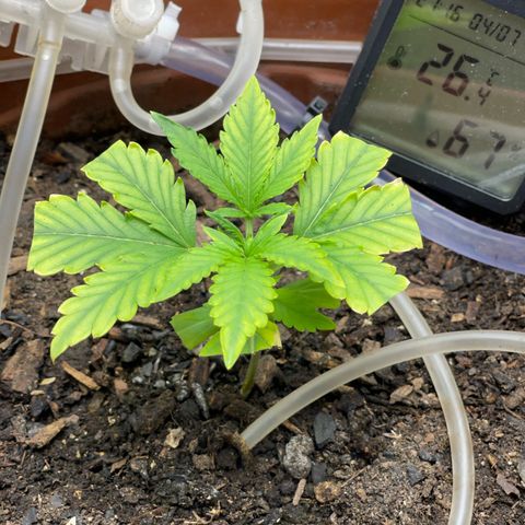Critical Purple growlog timeline photo