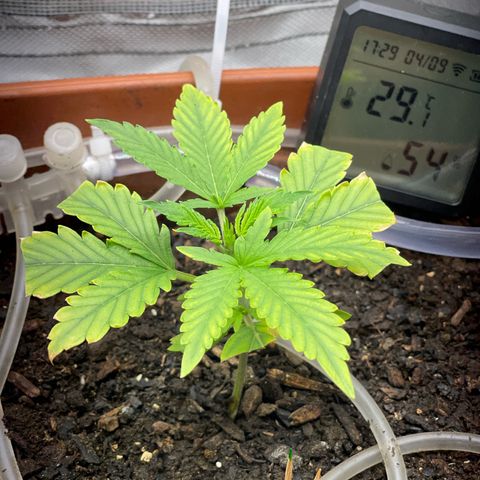Critical Purple growlog timeline photo