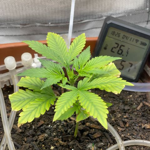 Critical Purple growlog timeline photo