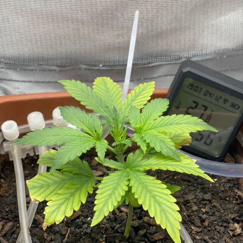Critical Purple growlog timeline photo