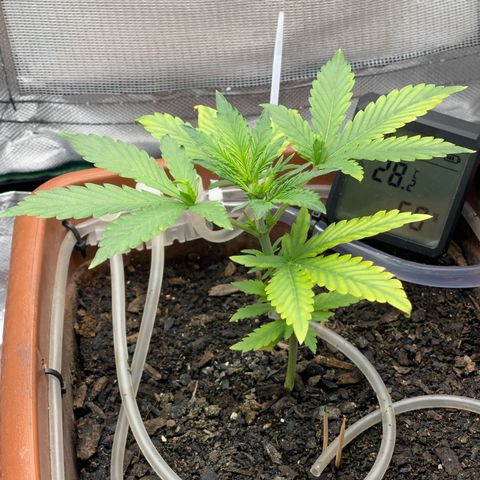 Critical Purple growlog timeline photo