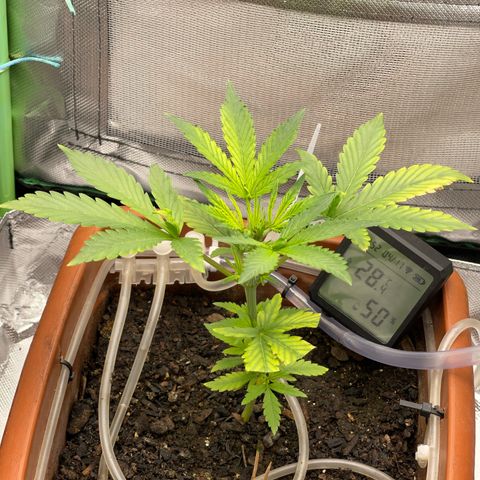 Critical Purple growlog timeline photo