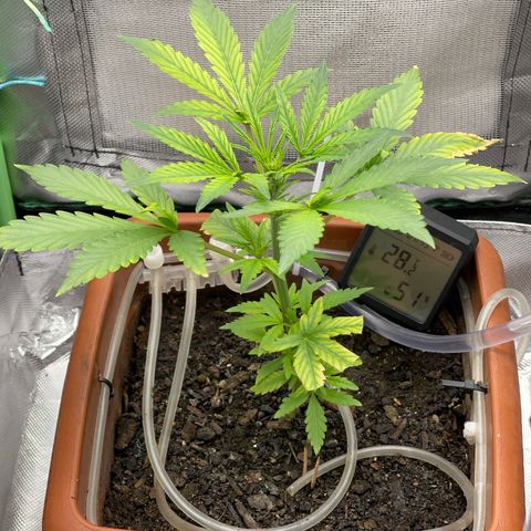 Critical Purple growlog timeline photo