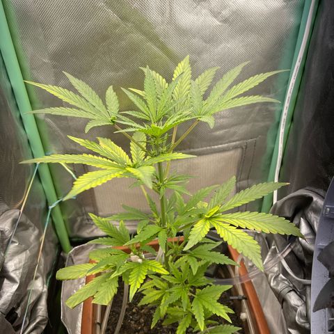 Critical Purple growlog timeline photo