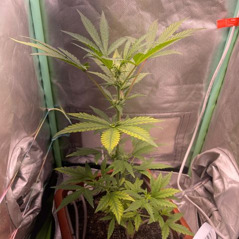 Critical Purple growlog timeline photo