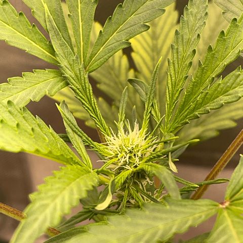 Critical Purple growlog timeline photo