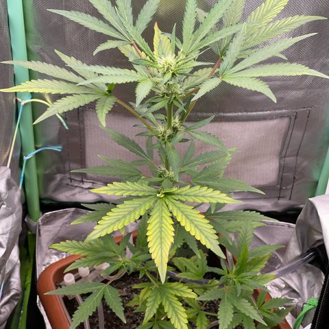 Critical Purple growlog timeline photo