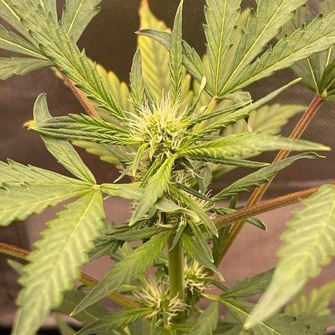 Critical Purple growlog timeline photo