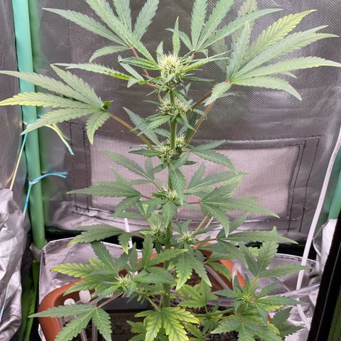 Critical Purple growlog timeline photo
