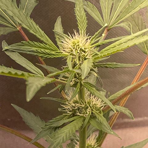 Critical Purple growlog timeline photo